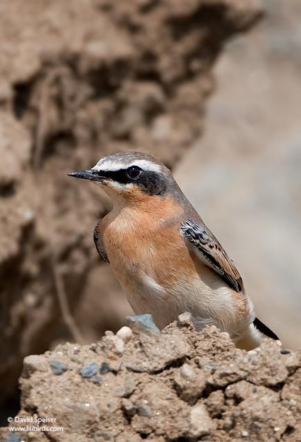 Northern Wheatear