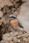 Northern Wheatear