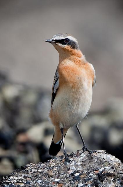 Northern Wheatear