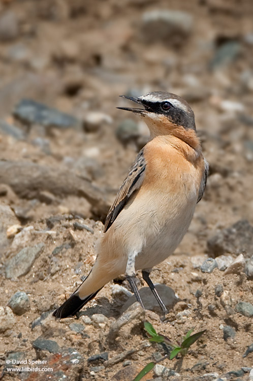 Northern Wheatear