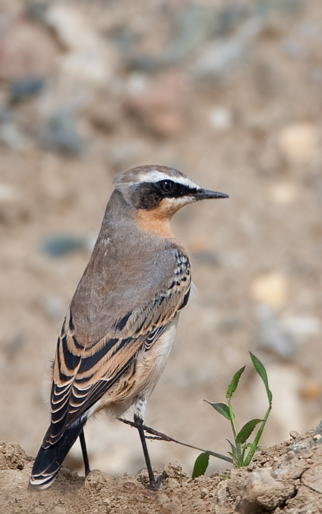 Northern  Wheatear