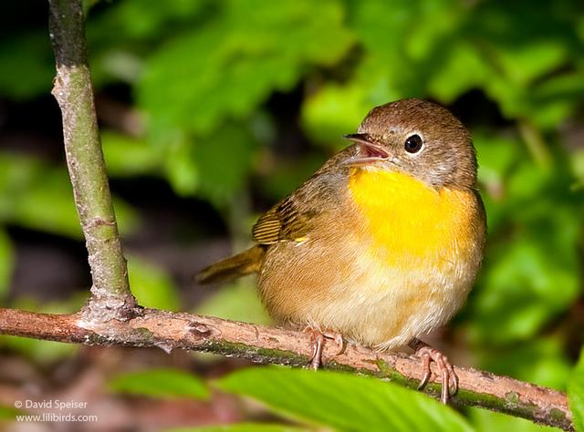 common yellowthroat 1.jpg