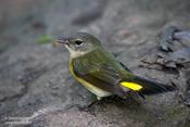 american redstart 1.jpg