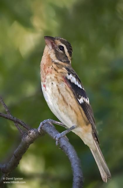 Rose-breasted Grosbeak (male)