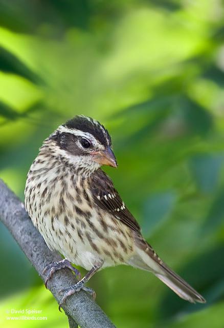 Rose-breasted Grosbeak (female)