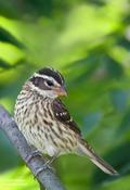 Rose-breasted Grosbeak (female)