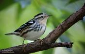 Black-and-White Warbler