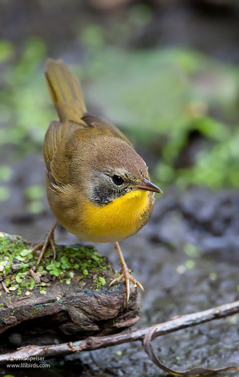 Common Yellowthroat