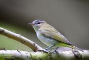 Red-eyed Vireo