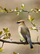 Cedar Waxwing