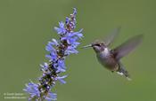 Ruby-throated Hummingbird