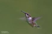 Ruby-throated Hummingbird