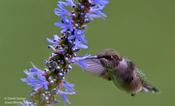 Ruby-throated Hummingbird