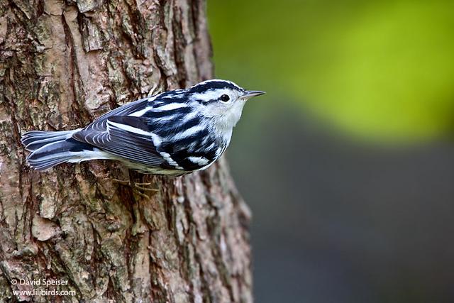 Black and White Warbler