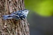 Black and White Warbler