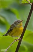 Magnolia Warbler