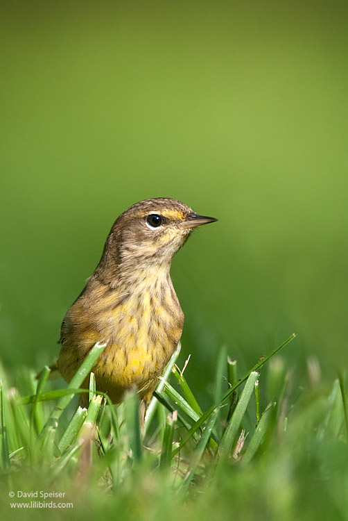 Palm Warbler