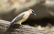 Cedar Waxwing