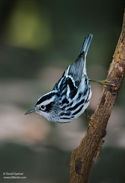 black and white warbler 1.jpg