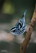 black and white warbler 1.jpg