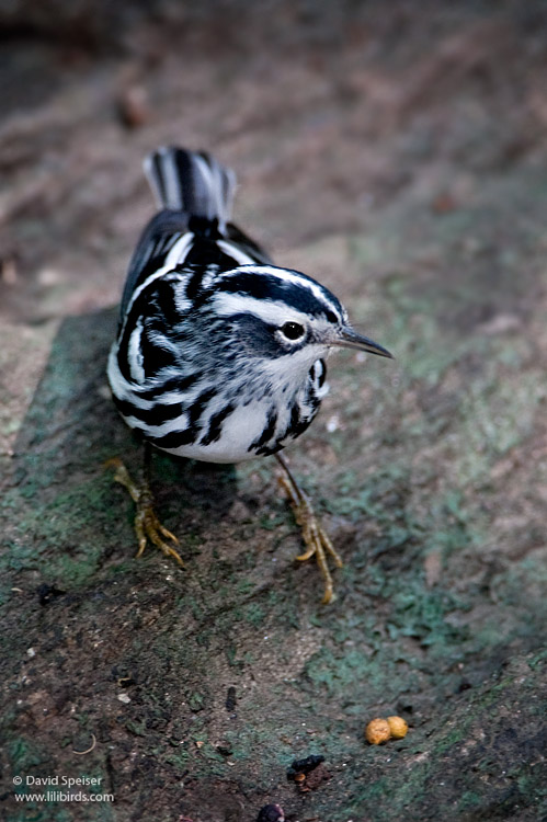 black and white warbler 2.jpg