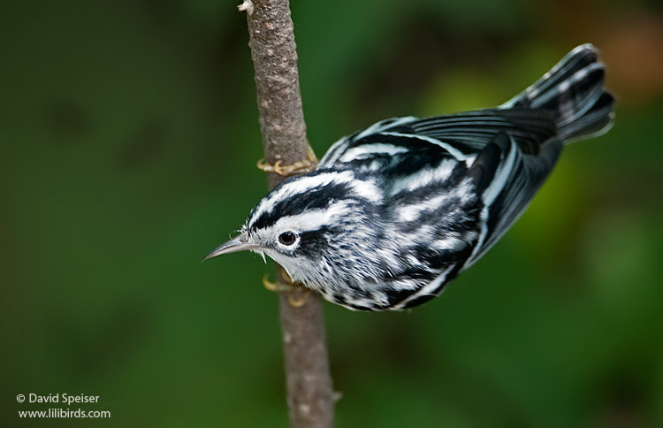 black and white warbler 3.jpg