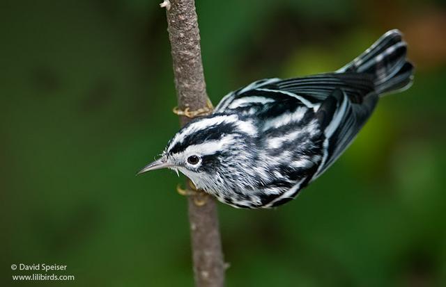 black and white warbler 3.jpg