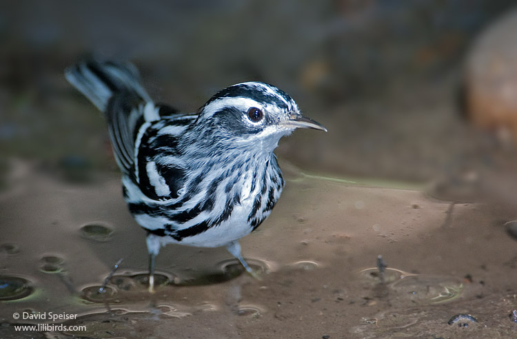 Black-and-White Warbler