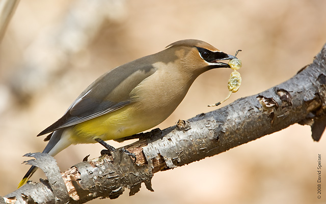 Cedar Waxwing w/Sophora bud