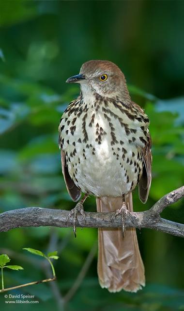 Brown Thrasher