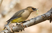 Cedar Waxwing w/Sophora bud