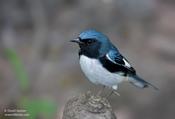 Black-throated Blue Warbler