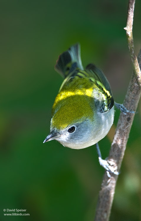 Chestnut-sided Warbler