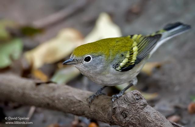 chestnut sided warbler 2.jpg