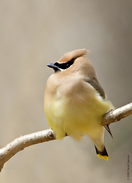 Cedar Waxwing