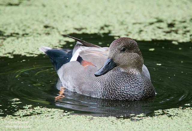 Gadwall