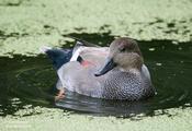 Gadwall