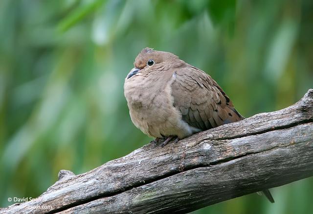 Mourning Dove