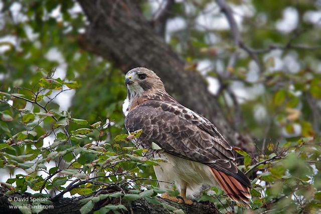 Red-tailed Hawk "Pale Male"