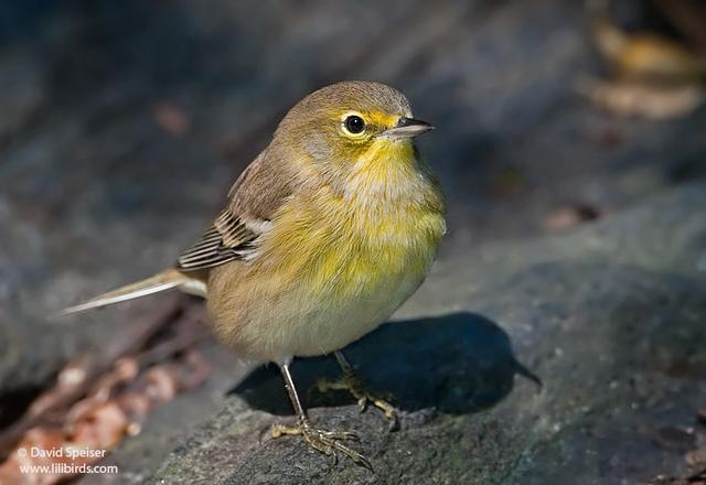 pine warbler 1.jpg