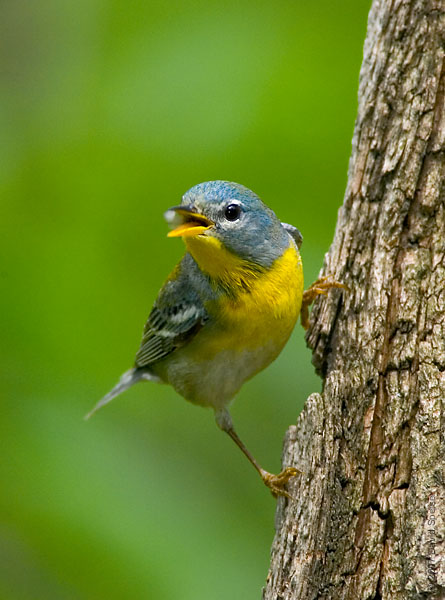 Northern Parula