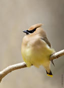 Cedar Waxwing