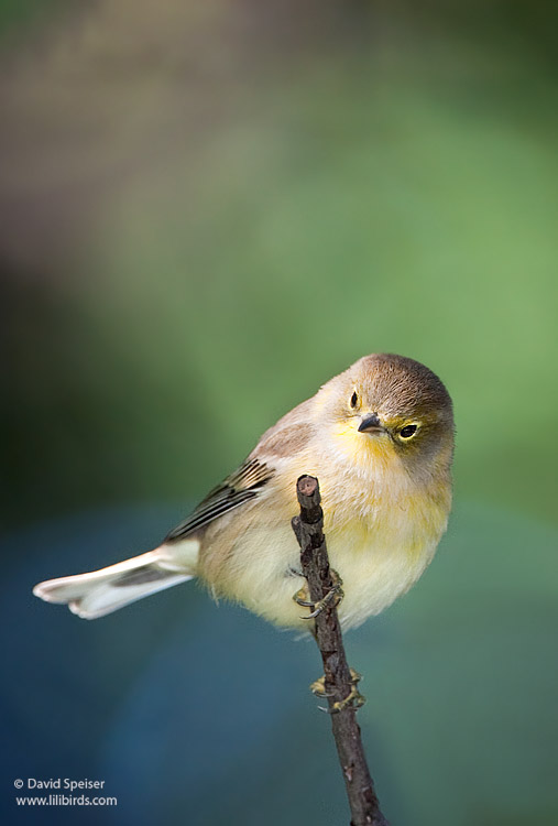 Pine Warbler