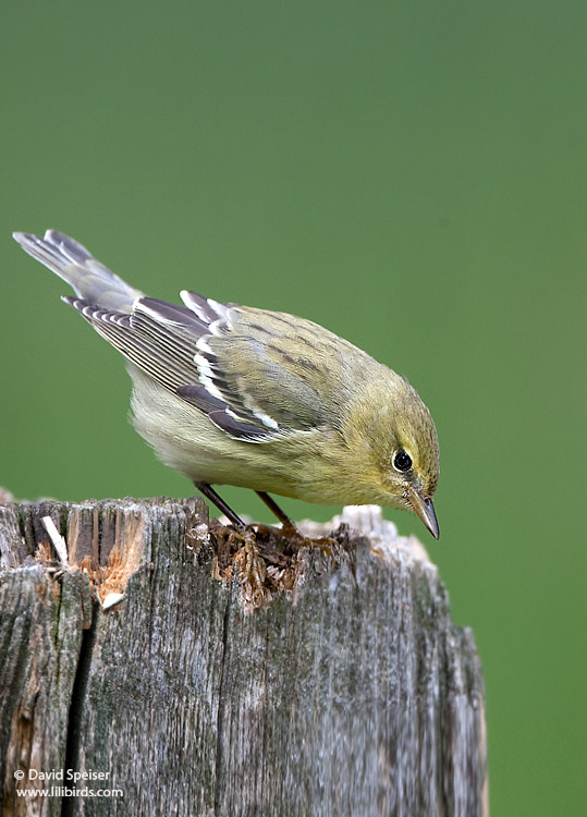 Blackpoll Warbler