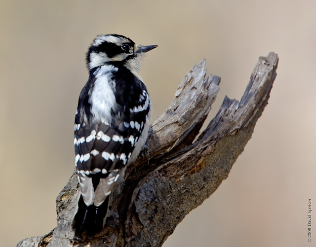 Downy Woodpecker