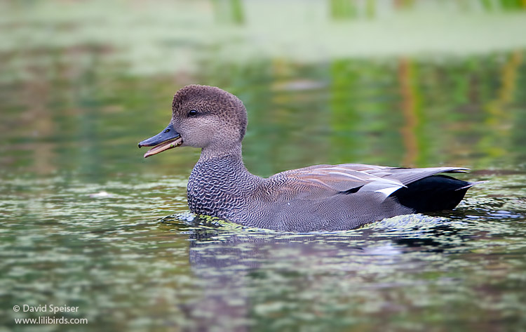 Gadwall