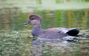 Gadwall