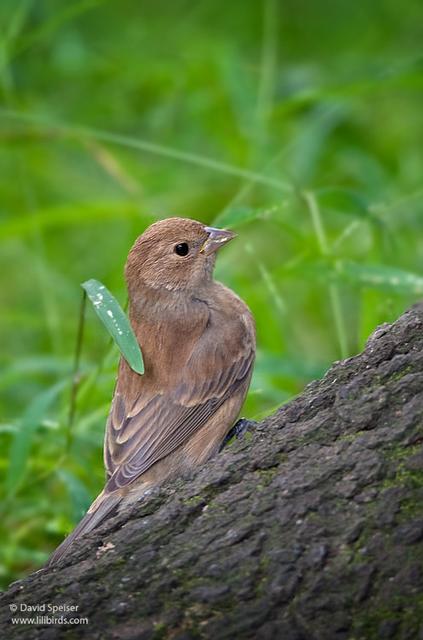 indigo bunting 1.jpg