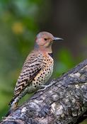 Northern Flicker