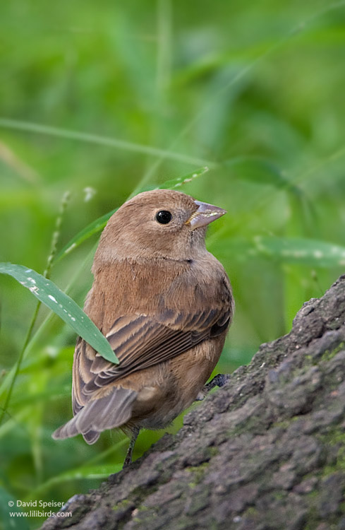 Indigo Bunting (female)